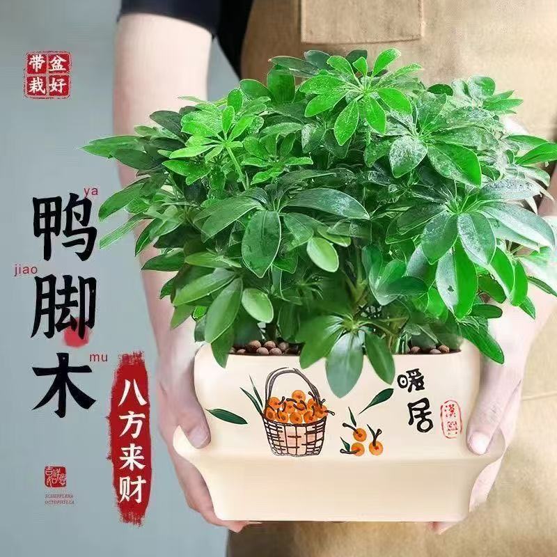 鸭脚木+室内养护+净化空气