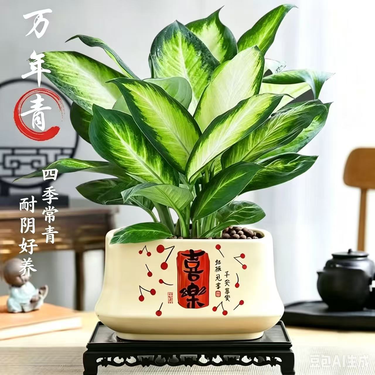 万年青桌面绿植净化空气