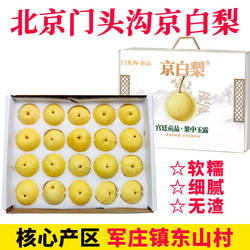 门头沟京白梨 军庄镇东山村梨子 新鲜当季水果