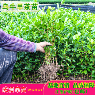 正宗乌牛早茶苗南方种植绿茶龙井43浙农117黄金芽特早白茶茶苗树