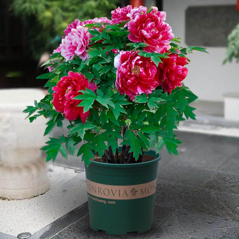 牡丹花苗大苗洛阳正宗盆栽植物室内好养四季开花重瓣大花浓香菏泽