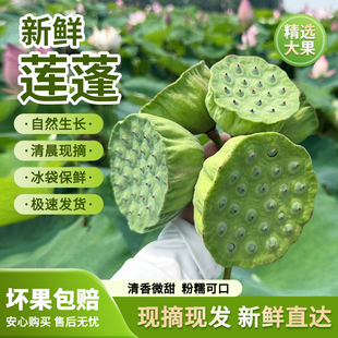 新鲜莲蓬现摘现发清甜可口自然生长当季生吃水果带壳莲蓬京东冷链