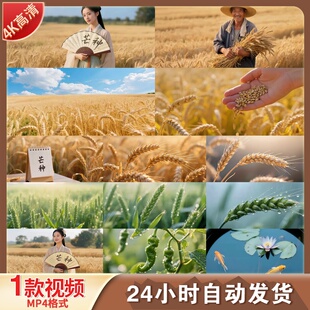 高清芒种节气麦穗麦田丰收季节风吹麦浪LED舞台背景视频素材