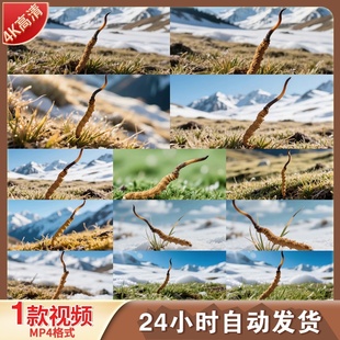高清雪地高原冬虫夏草滋补养生中药材保健珍贵食材菌类传视频素材