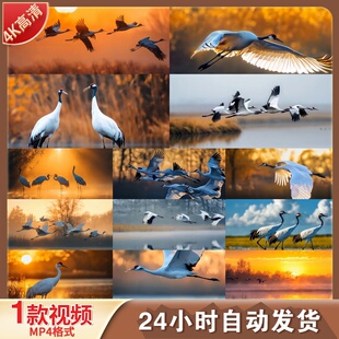 高清湿地丹顶鹤生态保护区鸟类迁徙飞翔栖息觅食野生动物视频素材