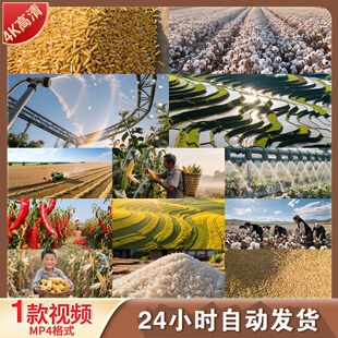 高清农业丰收科技农村现代化航拍麦浪粮食大米三农延时视频素材