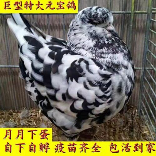 鸽子活一对活物元宝鸽子巨型特大种鸽青年正宗大体纯种观赏鸽肉鸽 - 封面