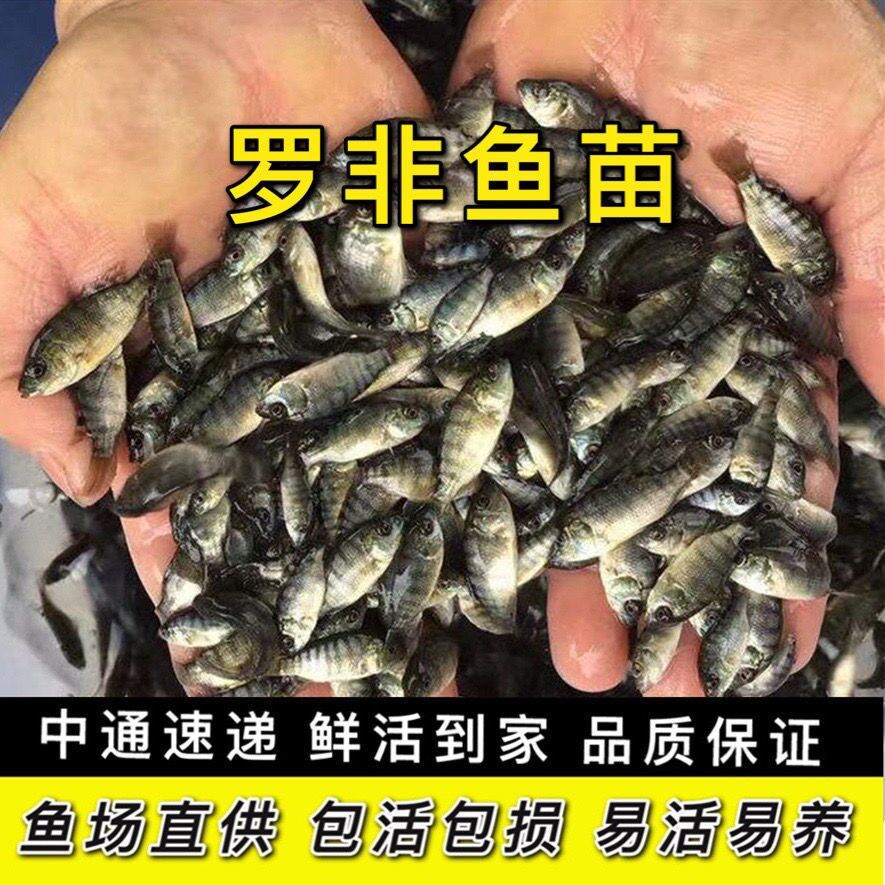 脆肉罗非鱼鱼苗非洲鲫鱼福寿鱼单性特大种淡水养殖草鱼苗鲫鱼苗
