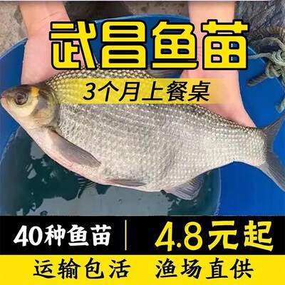 武昌鱼苗淡水三角鲂苗团
