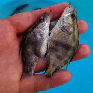 鳜鱼苗桂花鱼苗桂鱼苗路亚翘嘴鳜鱼苗贵鱼季花鱼苗淡水养殖活体