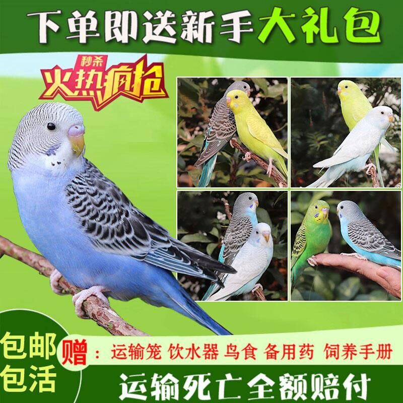 虎皮鹦鹉活鸟中小型会说话的宠物鸟活物手养玄凤鹦鹉鸟粮小鸟活体