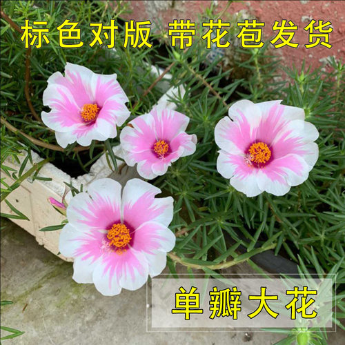 太阳花单瓣大花枝条带花苞花苗标色阳台耐热四季盆栽绿植宿根花卉 - 封面