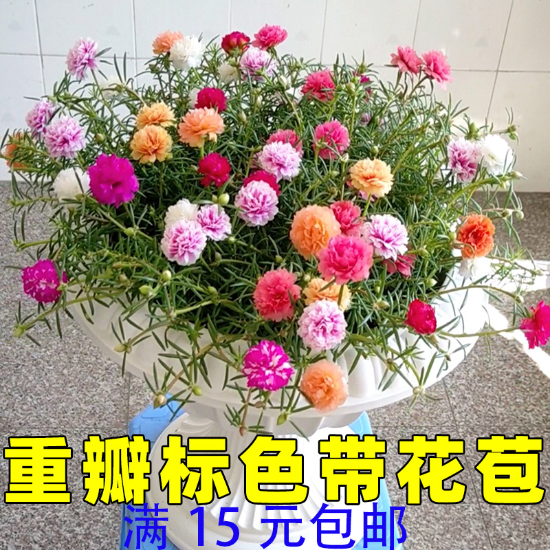 重瓣太阳花花苗带花苞宿根盆栽苗