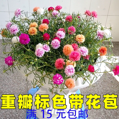 重瓣太阳花花苗带花苞宿根盆栽苗