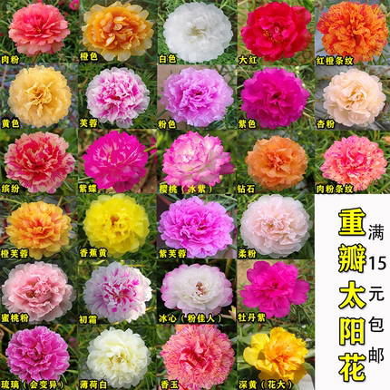 太阳花苗重瓣大花枝条带花苞混色多色多层花瓣宿根花卉盆栽植物苗