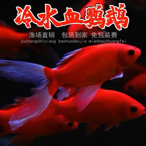 招财金鱼鱼淡水鱼观赏鱼淡水鱼