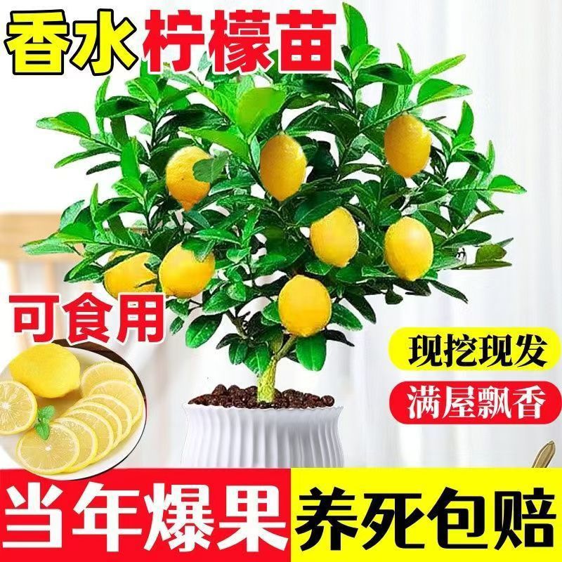 香水柠檬树苗盆栽带果四季结果