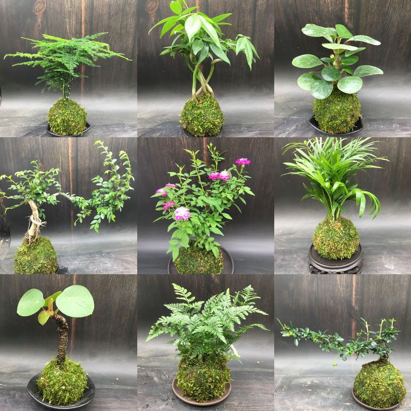 苔藓球水培植物盆景套装含菩提茶