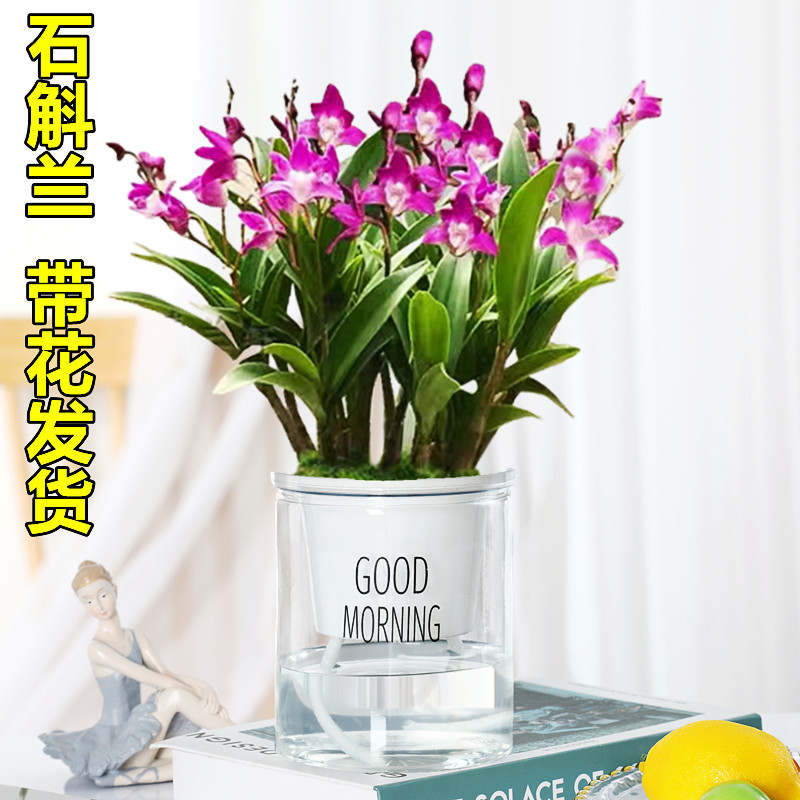 澳洲进口石斛兰盆栽带花苞水培