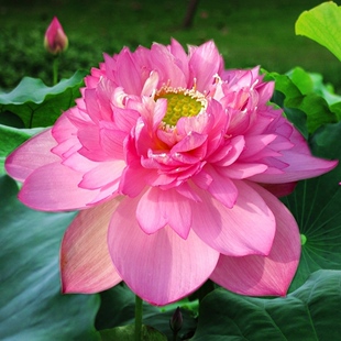 粉牡丹大型盆栽荷花苗重瓣碗莲种藕苗子室内阳台庭院鱼池开花植物