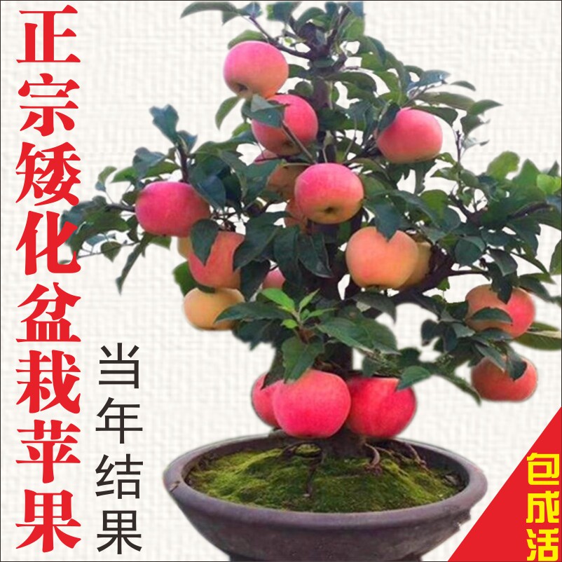 矮化盆栽苹果树苗阳台庭院四季观赏花卉绿植盆景素材桩荷之韵正品