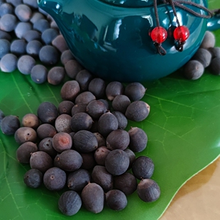 观赏荷花种子碗莲籽室内阳台庭院鱼池开花水生植物净化空气防辐射