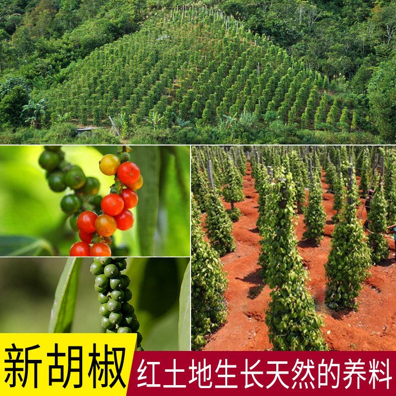 This year, 500g of black pepper grains, a specialty of Hainan, is available for steak seasoning and barbecue. It can be ground into black pepper powder for home use thumbnail 3