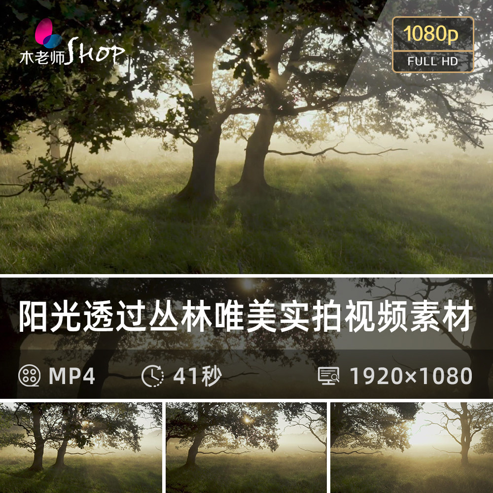 阳光透过丛林唯美视频素材森林树木神秘早晨童话幻想优美自然风景