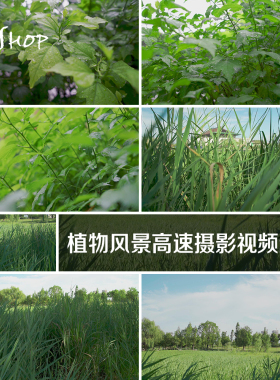 植物风景高速摄影视频素材实拍大自然绿色芦苇荡露水露珠草丛拍摄