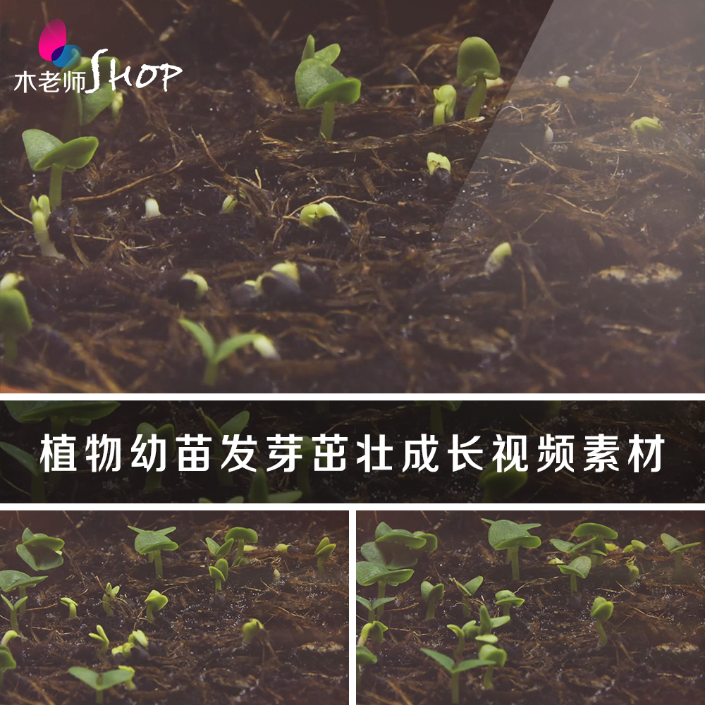 植物幼苗生长发芽实拍素材树苗豆苗小草生根茁壮成长长大变化过程