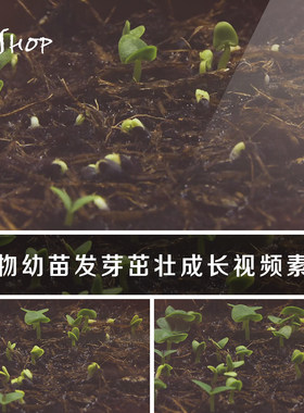 植物幼苗生长发芽实拍素材树苗豆苗小草生根茁壮成长长大变化过程