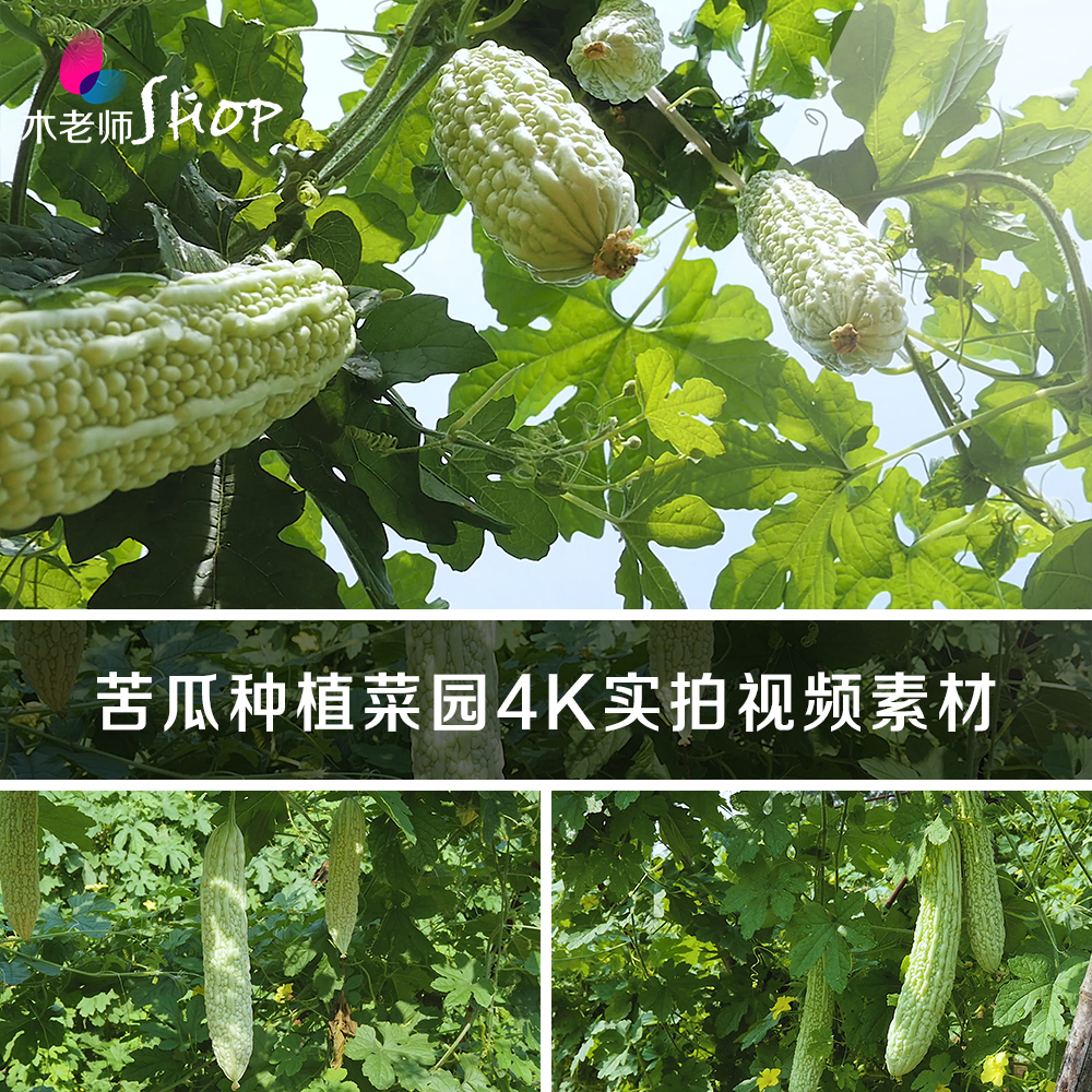 苦瓜拍摄4K视频素材实拍有机蔬菜苦瓜园种植菜园凉瓜癞瓜营养果蔬