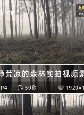 寂静荒凉的森林实拍视频素材