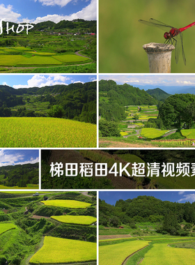 中国山区梯田稻田4K超清视频素材 延时摄影绿色田野田地庄稼农业