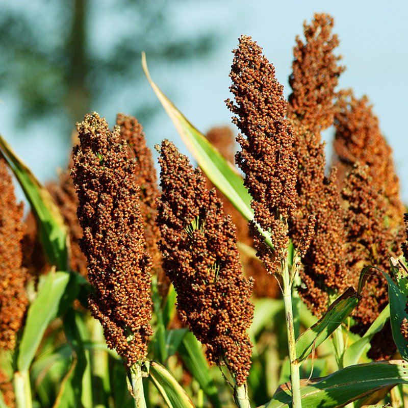 蜀黍高梁价格 蜀黍高梁图片 星期三