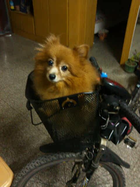 Panier pour vélo en métal - Ref 2257511 Image 3