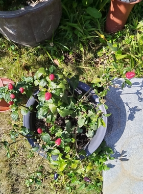 GI 101 Ratemaking & Reserving GI Exam (GIRR) Spring May 2025