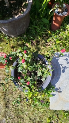 GI 101 ｜Ratemaking & Reserving GI Exam (GIRR) Sprin