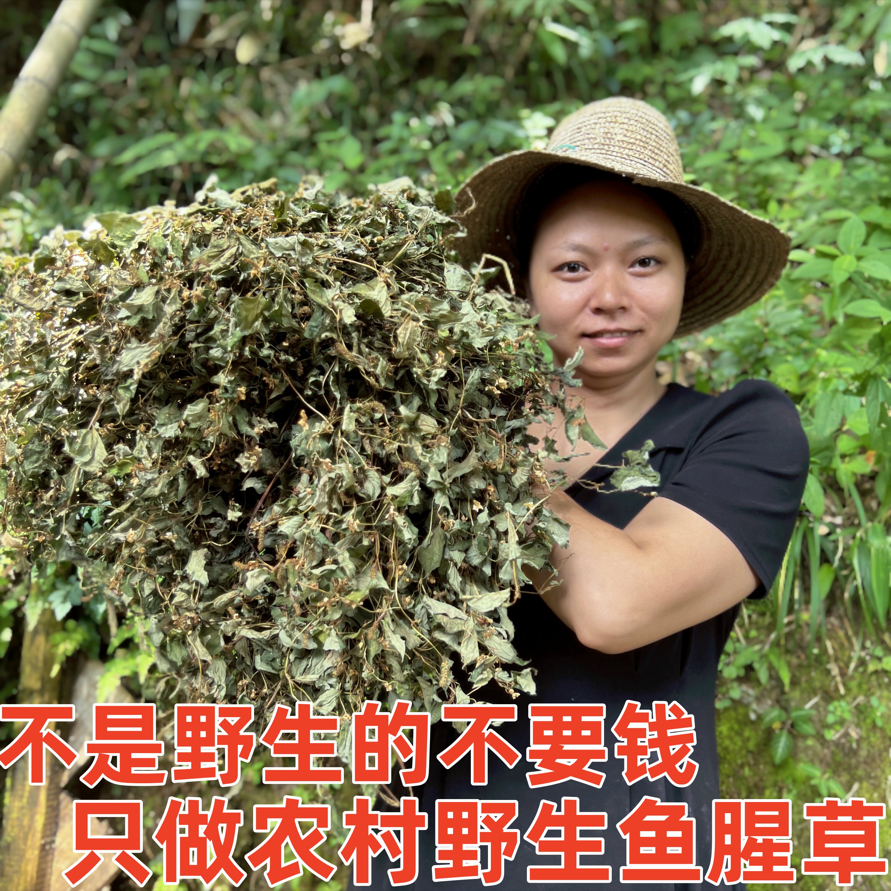2026年新货无硫切断鱼腥草干鱼腥草