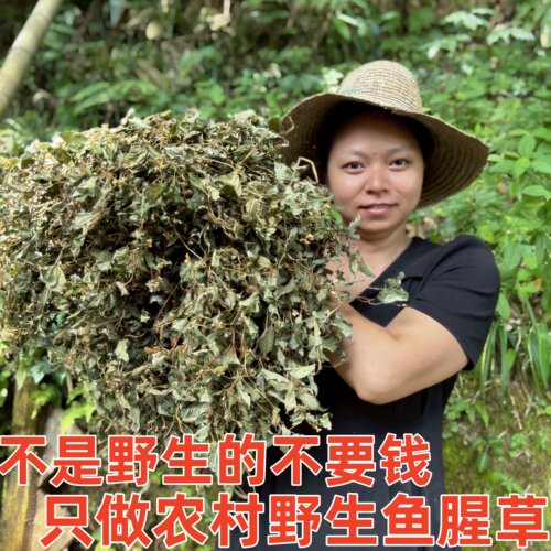 2026年新货无硫切断鱼腥草干野生正宗农家干货江西中药折耳根晒干