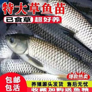 草鱼鱼苗淡水养殖食用半斤特大草鱼苗批发小草鱼活鱼苗草鱼苗批发