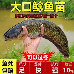 南方大口鲶鱼苗淡水养殖食用活体河鲶土鲶鱼二须鲶肉食塘鲺鲶鱼苗