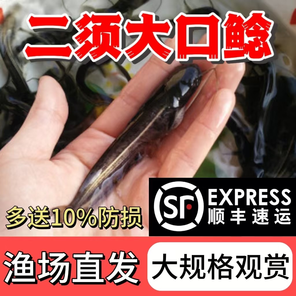 南方大口鲶鱼苗淡水养殖食用活体河鲶土鲶鱼二须鲶肉食塘鲺鲶鱼苗