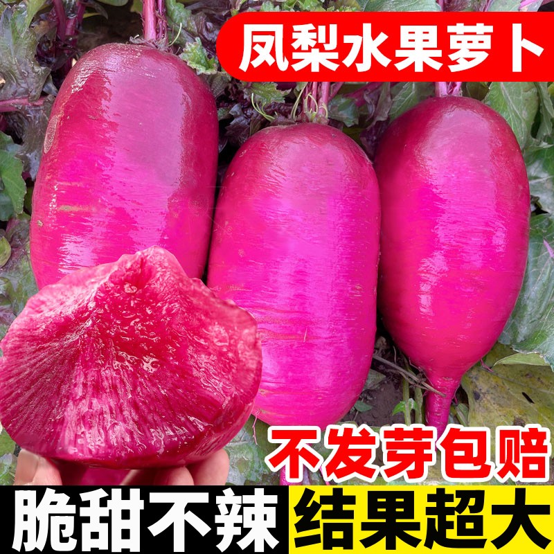 凤梨水果萝卜种子红心萝卜籽种沙窝樱桃萝卜生吃萝卜盆栽蔬菜种孑