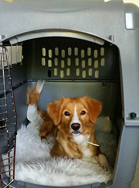 美国进口原装Petmate猫咪航空箱空运出行Sky Kennel托运旅行狗笼