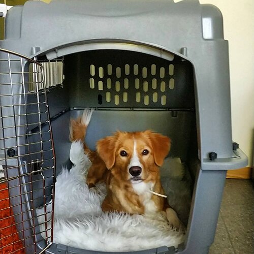 美国正品Petmate宠物狗猫航空箱