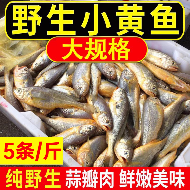 舟山野生细鳞小黄鱼新鲜鲜活冷冻浙江宁波象山码头海鲜水产年货