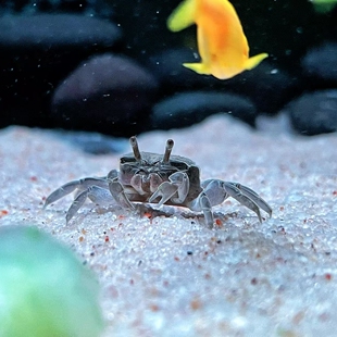 辣椒蟹家养鱼缸螃蟹摆摊货迷你蟹观赏将军蟹宠物螃蟹螃蟹螃蟹宠物