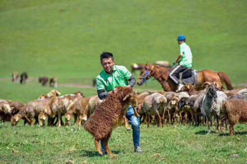 新疆特色伊犁野牧羊整羊现宰新鲜羊肉草药天山雪水羊娃子3天发出