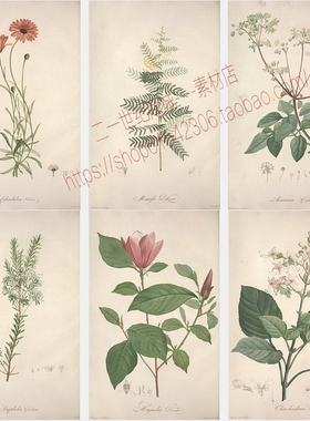 DA50花园庭院盆栽小清新绿色叶片植物手绘花草临摹练习用图片素材